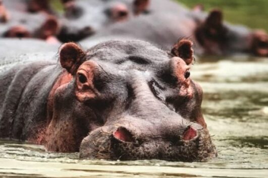 Akagera National Park