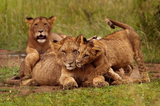5DAYS EXPLORING AKAGERA NATIONAL PARK