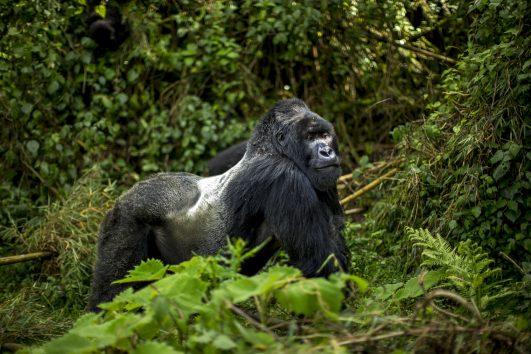 GORILLA TREKKING
