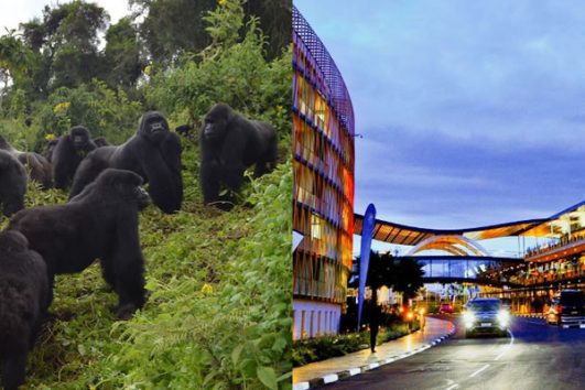 3 DAYS BWINDI NATIONAL PARK - GORILLA TREKKING