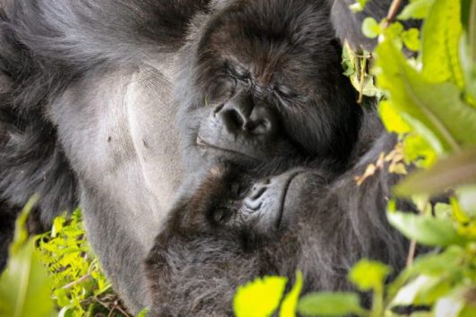6days Gorilla trekking and Akagera National Park