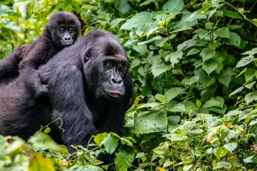 10days in RWANDA and UGANDA GORILLA TREKKING