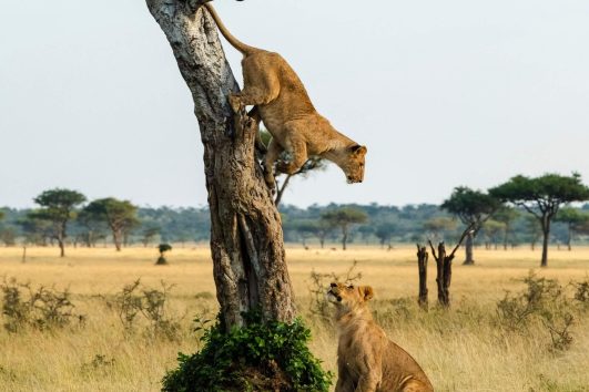2DAYS EXPLORING QUEEN ELIZABETH NATIONAL PARK