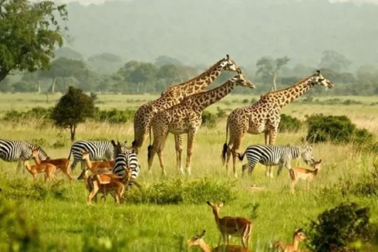4DAYS AT QUEEN ELIZABETH NATIONAL PARK